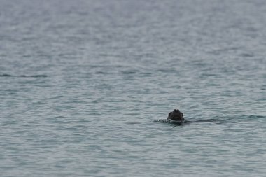 Falkland Adalarındaki coast Bleaker adadan penguenler için ava Güney Deniz aslanı (Otaria flavescens).