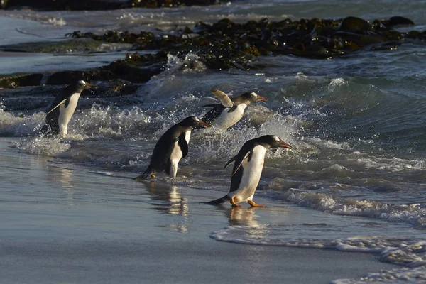 Gentoo Penguin Pygoscelis Papua Dirigeant Vers Mer Tôt Matin Partir — Photo