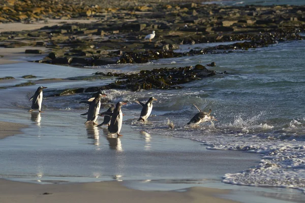 Gentoo Penguin Pygoscelis Papua Dirigindo Para Mar Manhã Cedo Partir — Fotografia de Stock
