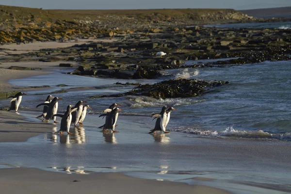 Gentoo Penguin Pygoscelis Papua Heading Sea Early Morning Sandy Beach — Stock Photo, Image