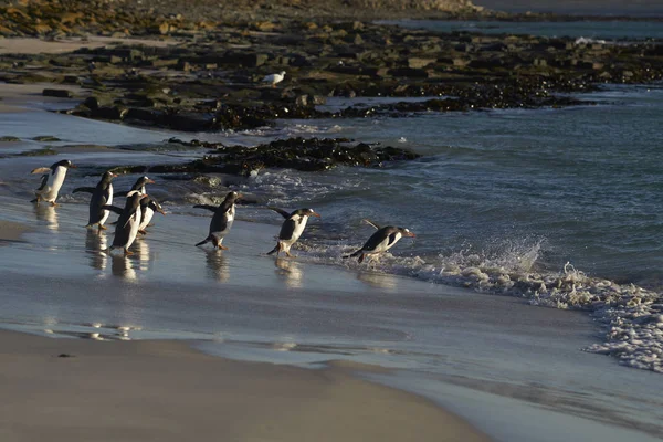 Gentoo Penguin Pygoscelis Papua Míří Moře Časně Ráno Písečné Pláže — Stock fotografie
