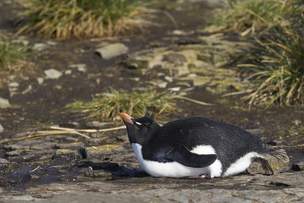 Pingouin Des Montagnes Rocheuses Eudyptes Chrysocome Buvant Dans Une Piscine — Photo