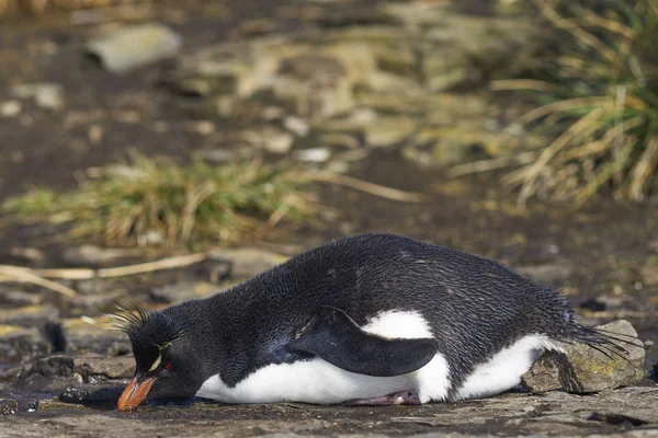 Rockhopper Penguin Eudyptes Chrysocome Πίνοντας Από Μια Λίμνη Νερού Στο — Φωτογραφία Αρχείου