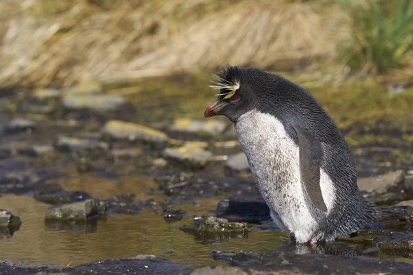 フォークランド諸島のブレーカー島の崖の彼らの巣のサイトで水のプールから飲むRockhopper Penguin Eudyptes Chryoscom — ストック写真