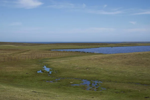 福克兰群岛Bleaker岛上的绿色牧场 — 图库照片