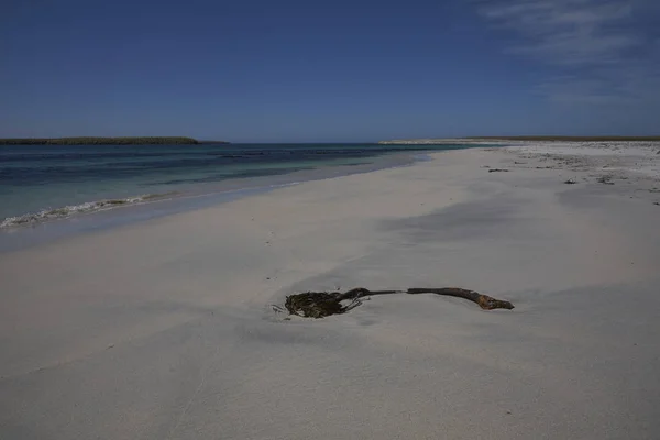 福克兰群岛Bleaker岛的海岸景观 — 图库照片