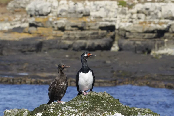 Rock Shag Phalacrocorax Magellanicus Klippene Ved Bleaker Island Falklandsøyene – stockfoto