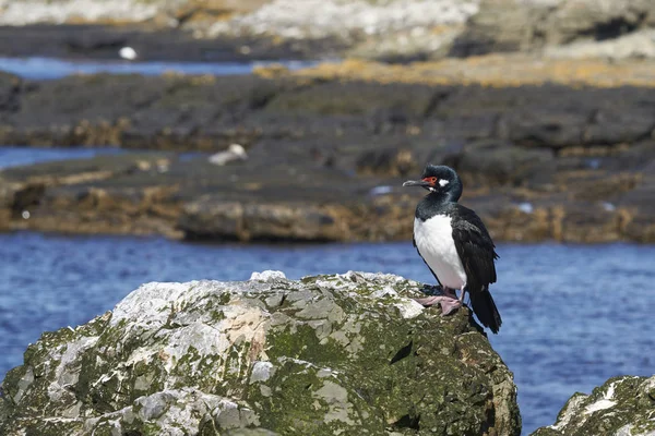 Rock Shag Phalacrocorax Magellanicus Pie Los Acantilados Isla Bleaker Las —  Fotos de Stock