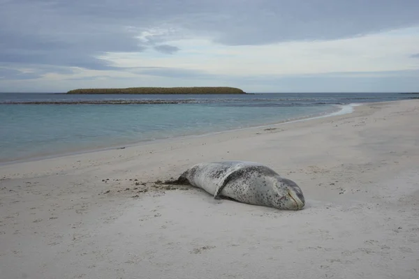 Leopard Seal Hydrurga Leptonyx Adagiata Una Spiaggia Sabbiosa Bleaker Island — Foto Stock
