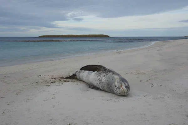 Leopard Seal Hydrurga Leptonyx Resting Sandy Beach Bleaker Island Falkland — Stock Photo, Image