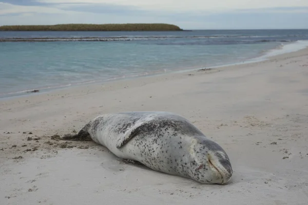 Leopard Seal Hydrurga Leptonyx Adagiata Una Spiaggia Sabbiosa Bleaker Island — Foto Stock