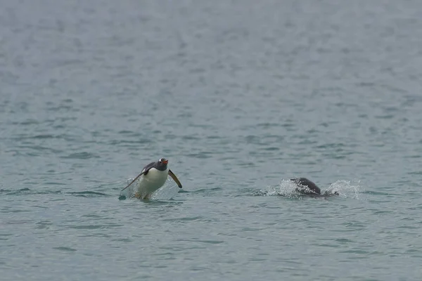 เพนกว Gentoo Pygoscelis Papua บลงจอดหล งจากว นอาหารในทะเล เกาะ Blaker ในเกาะฟอล — ภาพถ่ายสต็อก