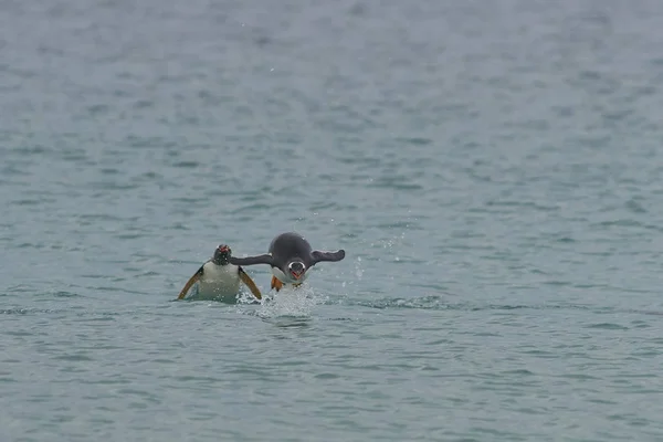 เพนกว Gentoo Pygoscelis Papua บลงจอดหล งจากว นอาหารในทะเล เกาะ Blaker ในเกาะฟอล — ภาพถ่ายสต็อก