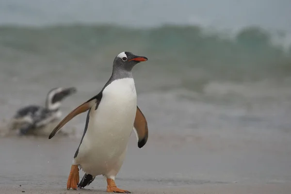 Πιγκουίνοι Gentoo Pygoscelis Papua Επιστρέφουν Στην Ξηρά Μετά Από Μια — Φωτογραφία Αρχείου