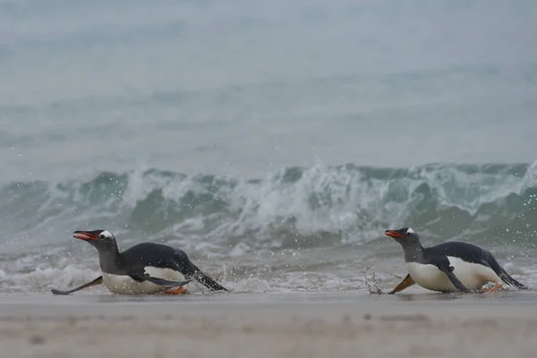 Gentoo Penguins Pygoscelis Papua Возвращаясь Сушу После Дня Кормления Море — стоковое фото