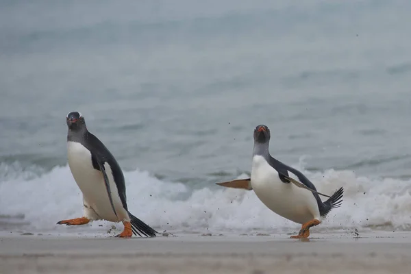 Gentoo Penguins Pygoscelis Papua Vrací Pevninu Dni Stráveném Krmením Moři — Stock fotografie