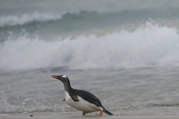 Pinguins Gentoo Pygoscelis Papua Voltam Terra Depois Dia Alimentação Mar — Fotografia de Stock