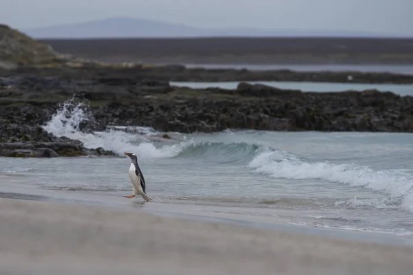 Gentoo Penguins Pygoscelis Papua Vrací Pevninu Dni Stráveném Krmením Moři — Stock fotografie