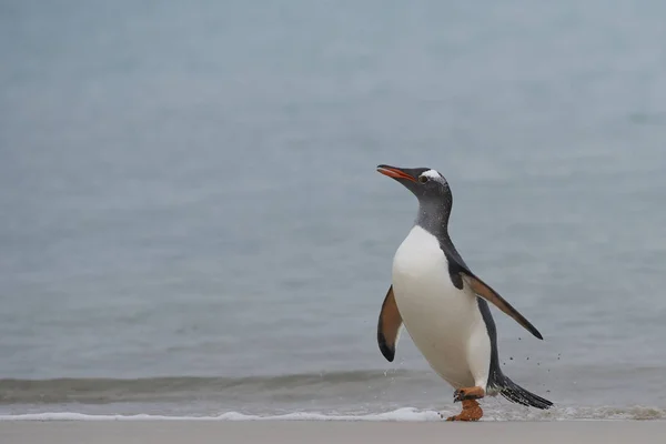 Gentoo Penguins Pygoscelis Papua 在海上觅食一天后返回陆地 福克兰群岛Bleaker岛 — 图库照片