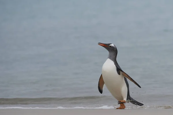 Pingouins Gentoo Pygoscelis Papua Revenant Sur Terre Après Une Journée — Photo