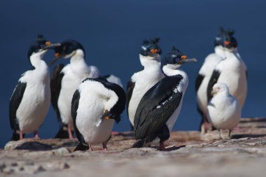 Falkland Adaları 'ndaki Bleaker Adası kıyılarında Imperial Shag (Phalacrocorax atriceps albiventer)