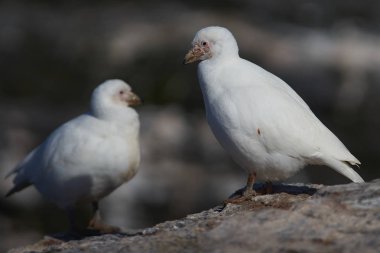 Solgun yüzlü Sheathbill (Chionis albus) Falkland Adaları 'ndaki Bleaker Adası' nın uçurumlarında yürüyor..