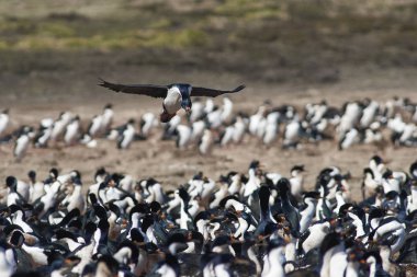 İmparatorluk Shag (Phalacrocorax atriceps albiventer) Falkland Adaları 'ndaki Bleaker Adası' nda büyük bir koloniye iniyor.