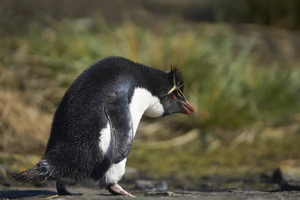 Πιγκουίνοι Rockhopper Eudyptes Chrysocome Στο Χώρο Ωοτοκίας Τους Στα Βράχια — Φωτογραφία Αρχείου