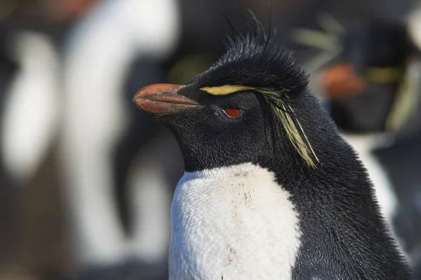 Pingwiny Górskie Eudyptes Chrysocome Miejscu Gniazdowania Klifach Wyspy Bleaker Falklandach — Zdjęcie stockowe