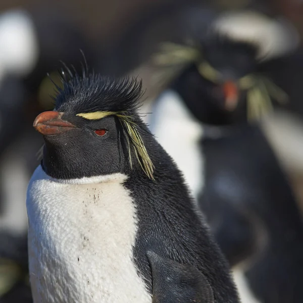 Πιγκουίνοι Rockhopper Eudyptes Chrysocome Στο Χώρο Ωοτοκίας Τους Στα Βράχια — Φωτογραφία Αρχείου