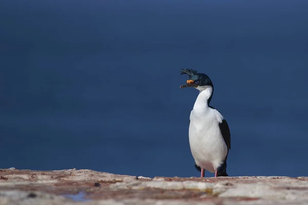 Kaisershag Phalacrocorax Atriceps Albiventer Der Küste Der Trostloseren Insel Auf — Stockfoto