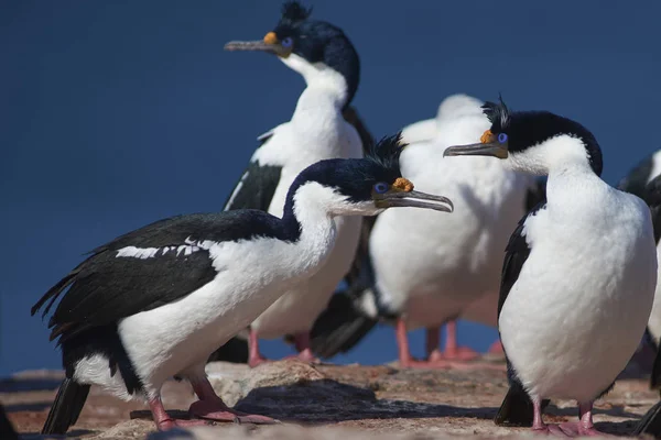 Imperial Shag Phalacrocorax Atriceps Albiventer Pobřeží Ostrova Bleaker Falklandech — Stock fotografie