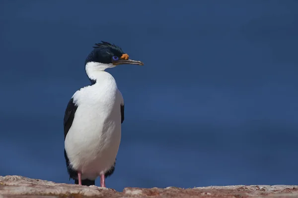 Imperial Shag Phalacrocorax Atriceps Albiventer Побережье Острова Бликер Фолклендских Островах — стоковое фото