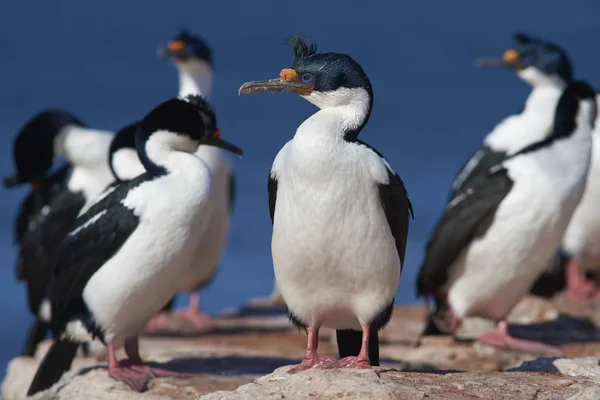 Imperial Shag Phalacrocorax Atriceps Albiventer Costa Isla Bleaker Las Islas — Foto de Stock