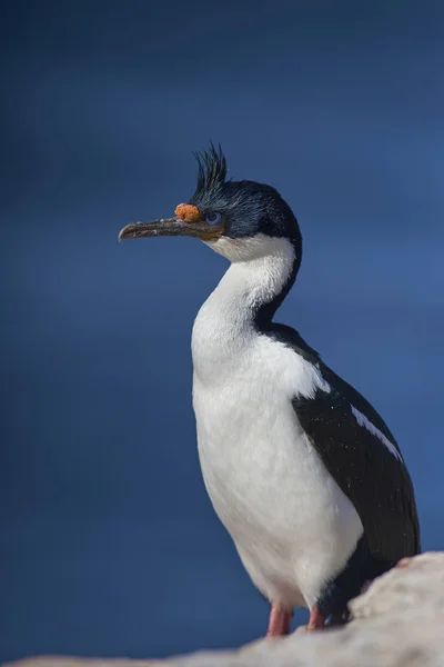 Imperial Shag Phalacrocorax Atriceps Albiventer Pobřeží Ostrova Bleaker Falklandech — Stock fotografie