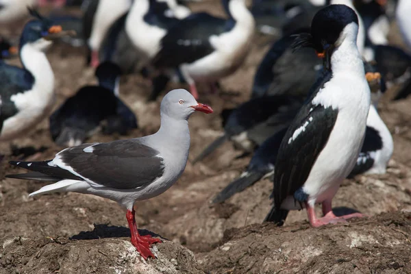 Delfín Gaviota Leucophaeus Scoresbii Carroñando Alrededor Del Borde Una Gran — Foto de Stock