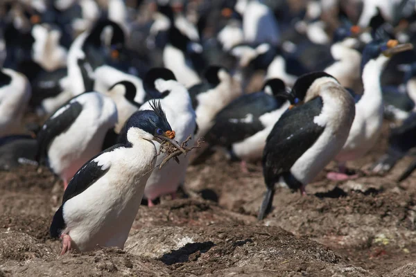 Velká Kolonie Imperial Shag Phalacrocorax Atriceps Albiventer Ostrově Bleaker Falklandech — Stock fotografie