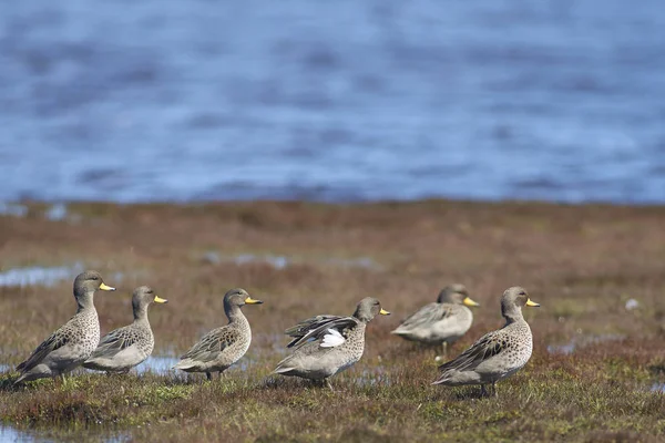 Speckled Τηλ Anas Flavirostris Μια Λίμνη Στο Νησί Bleaker Στις — Φωτογραφία Αρχείου