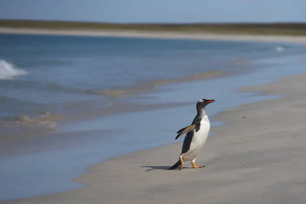 Gentoo Penguins Pygoscelis Papua Regresando Tierra Después Día Alimentación Mar —  Fotos de Stock