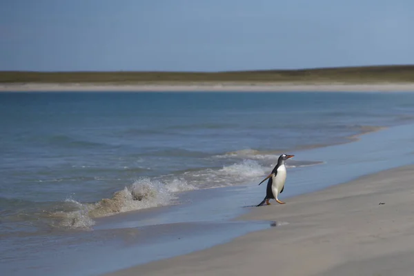 Gentoo Penguins Pygoscelis Papua Regresando Tierra Después Día Alimentación Mar —  Fotos de Stock