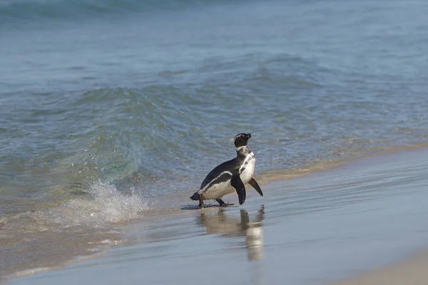 Pinguino Magellano Spheniscus Magellanicus Che Ritorna Terra Dal Mare Una — Foto Stock