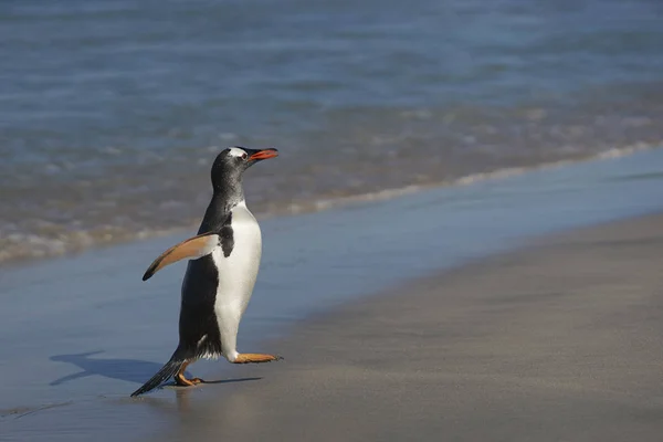 Pinguins Gentoo Pygoscelis Papua Voltam Terra Depois Dia Alimentação Mar — Fotografia de Stock