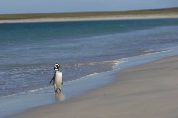 Magellanic Penguin Spheniscus Magellanicus Powracający Lądowania Morza Dużej Piaszczystej Plaży — Zdjęcie stockowe