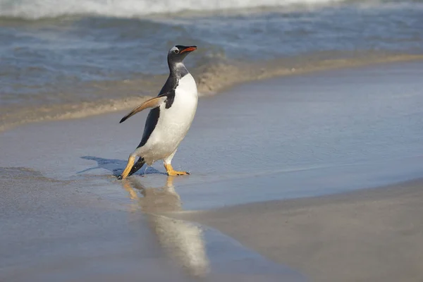 Gentoo Penguins Pygoscelis Papua Regresando Tierra Después Día Alimentación Mar — Foto de Stock