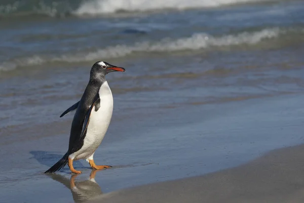 Gentoo Penguins Pygoscelis Papua Tornano Terra Dopo Una Giornata Passata — Foto Stock