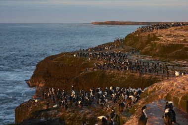 İmparatorluk Shag (Phalacrocorax atriceps albiventer) şafak vakti Falkland Adaları 'ndaki Bleaker Adası kıyılarında