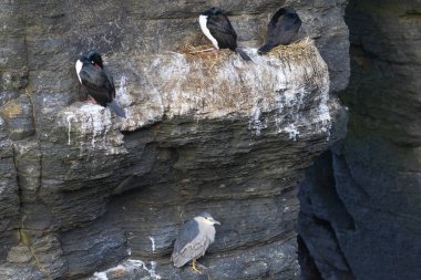 Falkland Adaları 'ndaki Bleaker Adası' nın kayalıklarında yuva yapan Rock Shag (Phalacrocorax magellanicus). Kara Taç Giyen Gece Balıkçıl (Nycticorax nycticorax falklandicus) aşağıda.