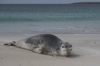 Falkland Adaları 'ndaki kumlu bir sahilde dinlenen Leopar Foku (Hydrurga leptonyx).