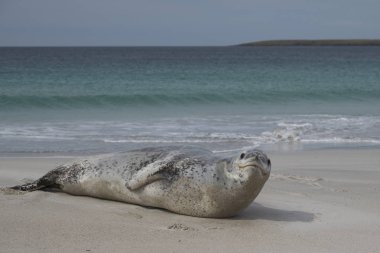 Falkland Adaları 'ndaki kumlu bir sahilde dinlenen Leopar Foku (Hydrurga leptonyx).