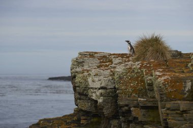 Macellan Pengueni (Spheniscus magellanicus) Falkland Adaları 'ndaki Bleaker Adası' nın kayalıklarından denize bakar..